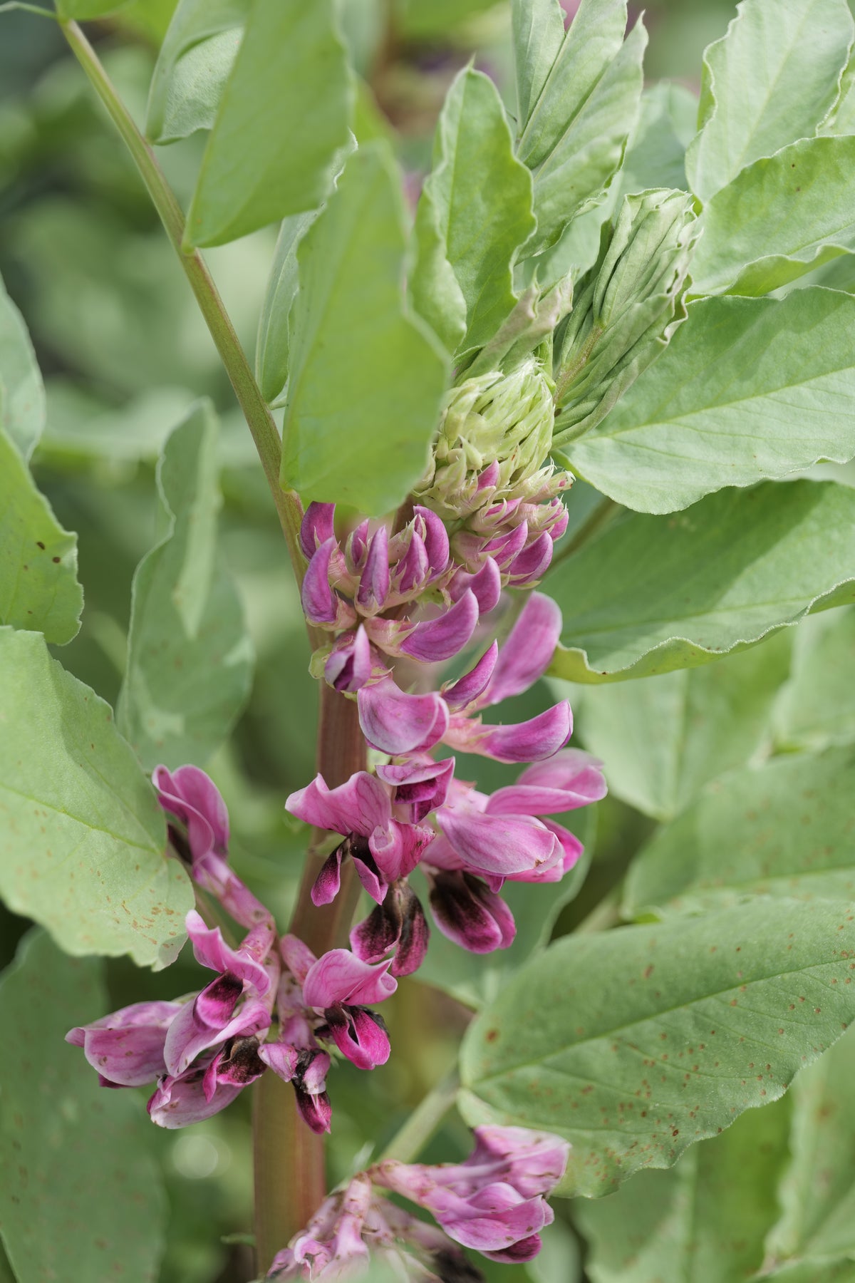 Vagens e sementes de fava