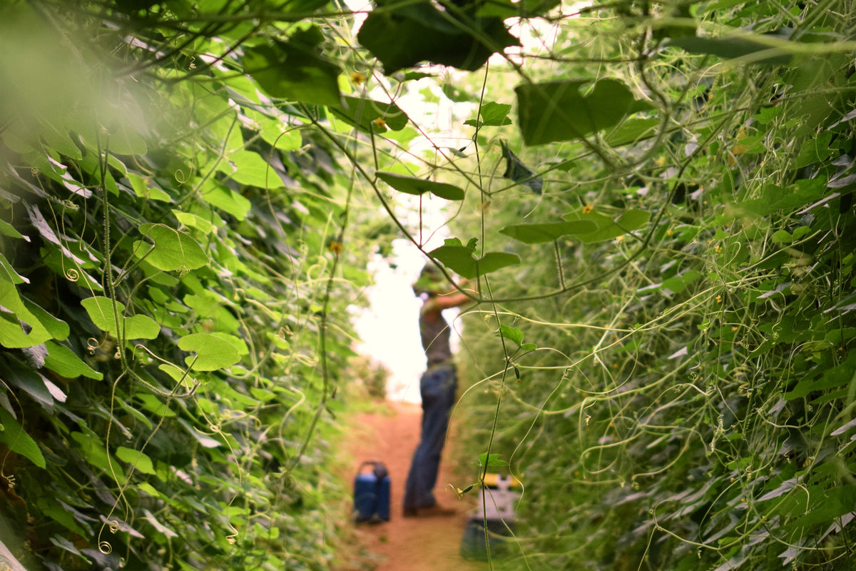 Agricultores no campo