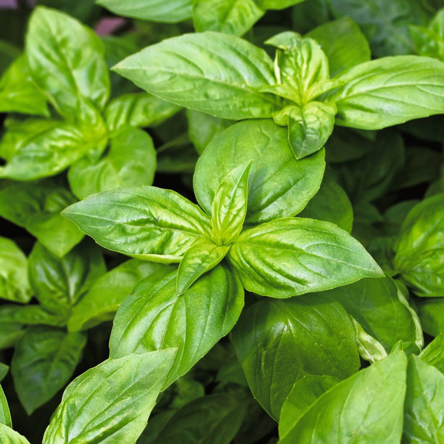 Albahaca Genovese Semillas Ecológicas Sementes Vivas