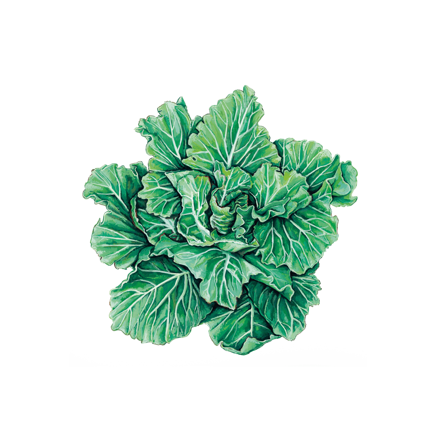 tronchuda-portuguesa-cabbage-organic-seeds-online