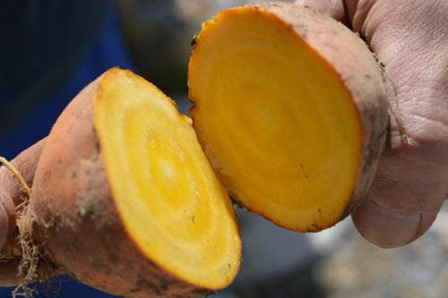 Como cultivar beterrabas