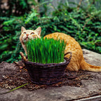 Erva do Gato