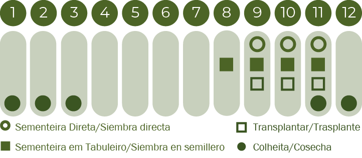 Nabo Grelos de Santiago