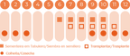 Couve Nero di Toscana