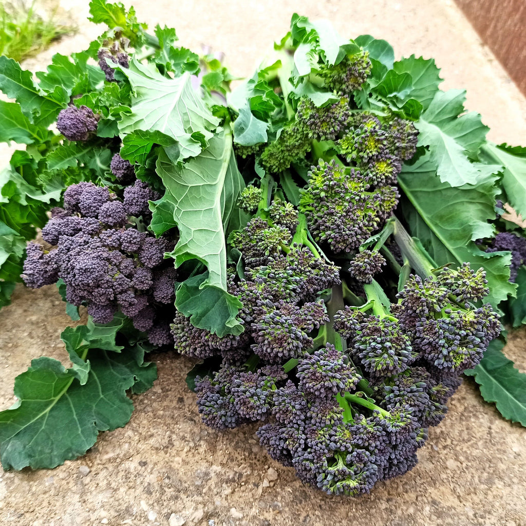 Brócolo Early Purple Sprouting