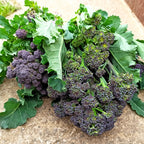 Brócolo Early Purple Sprouting