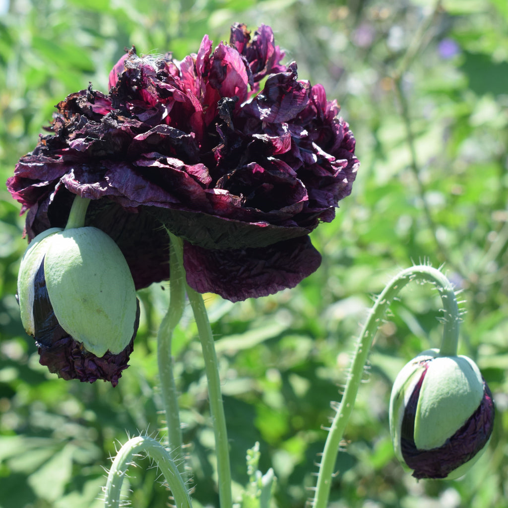 Papoila Negra