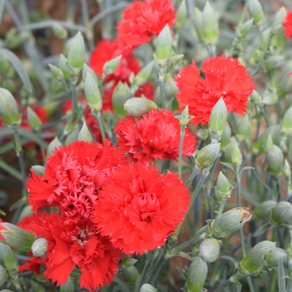 Cravo Vermelho