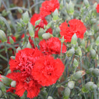 Cravo Vermelho