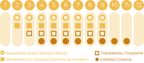 Salsa Comune 2