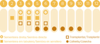 Camomila