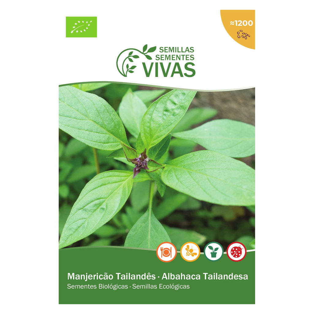 Manjericão Tailandês – frente