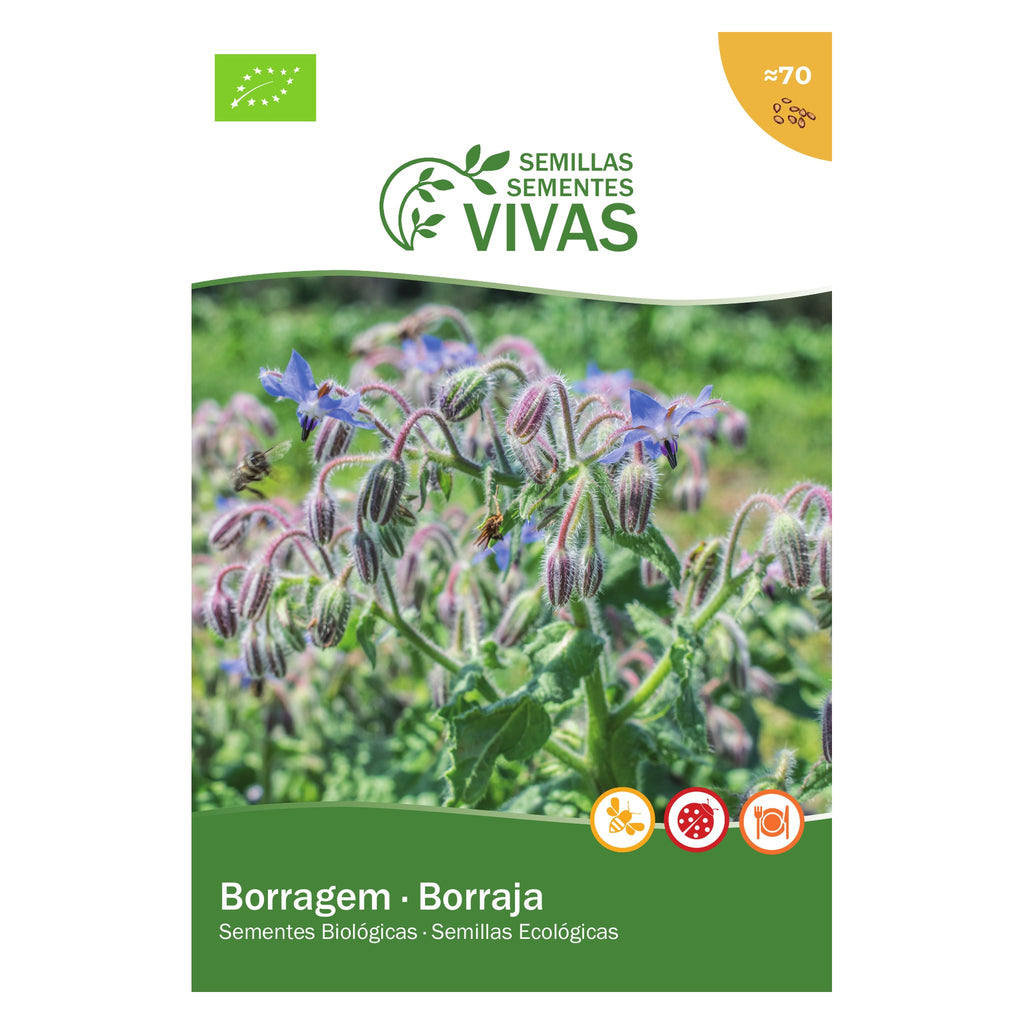Borragem – frente