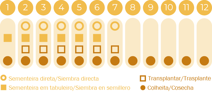 Cebolinho chinês