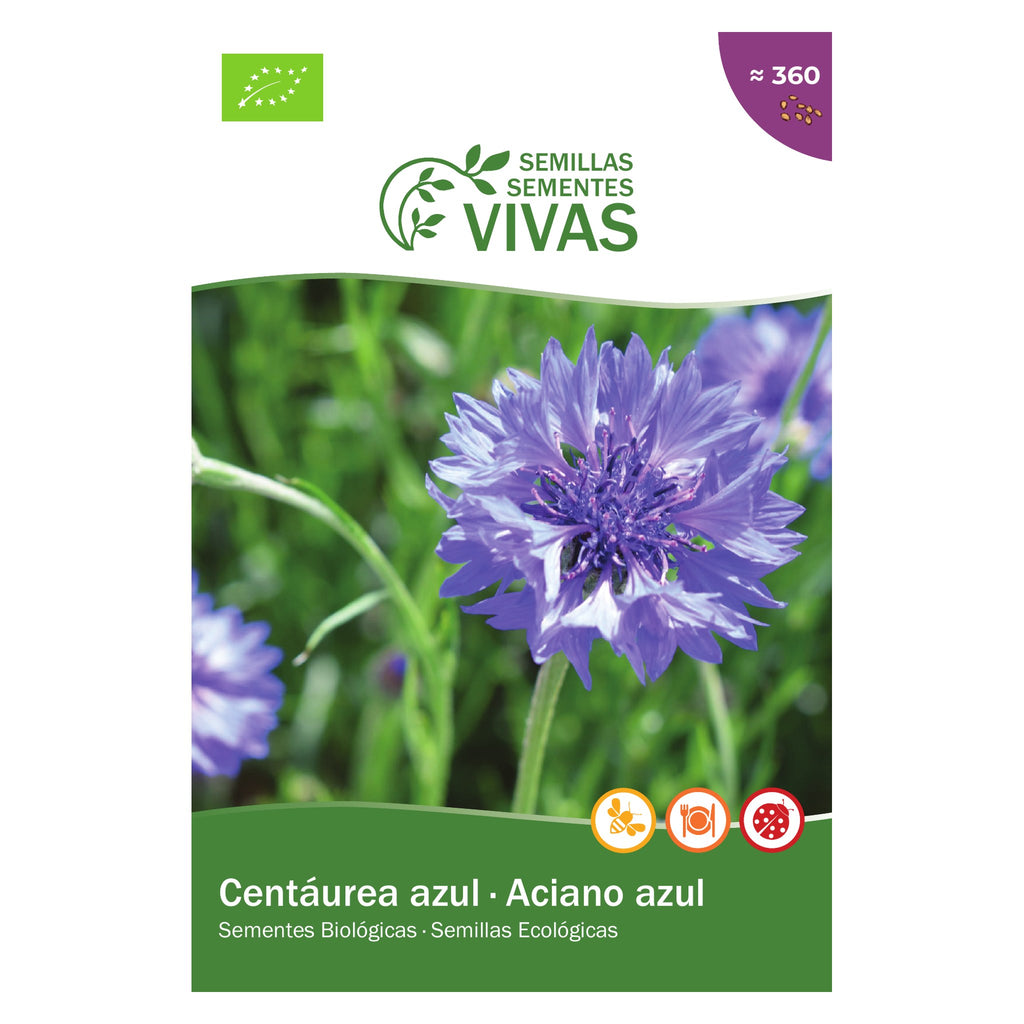 Centáurea Azul – frente