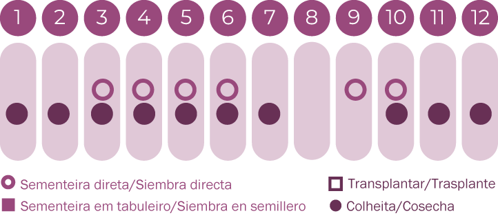 Centáurea azul