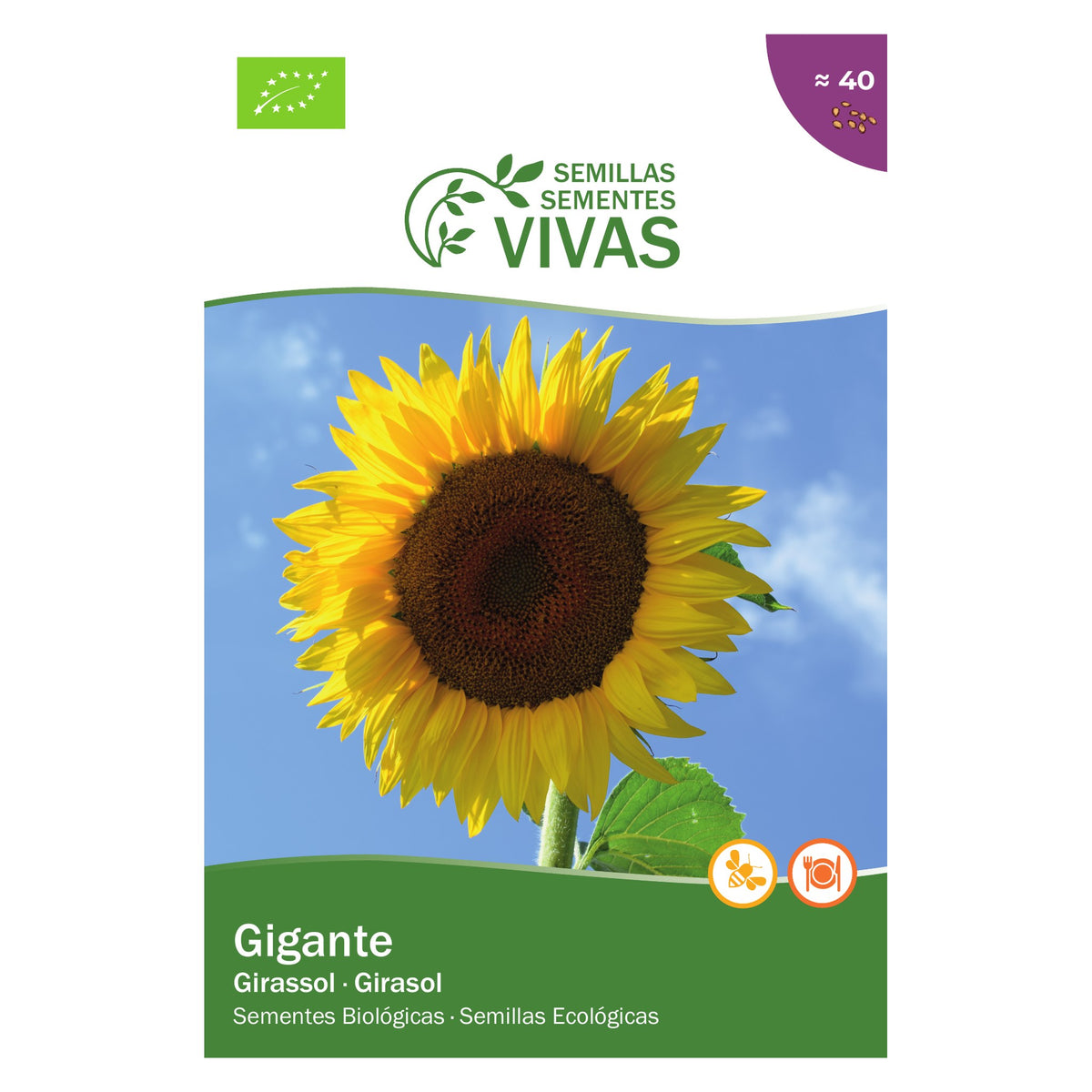 Girassol Gigante – frente