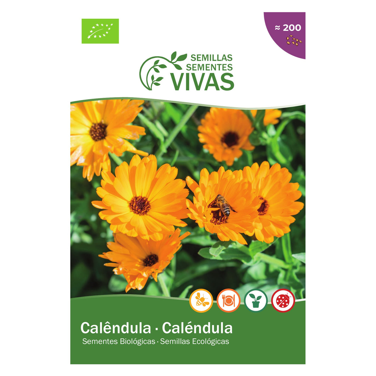 Calêndula – frente