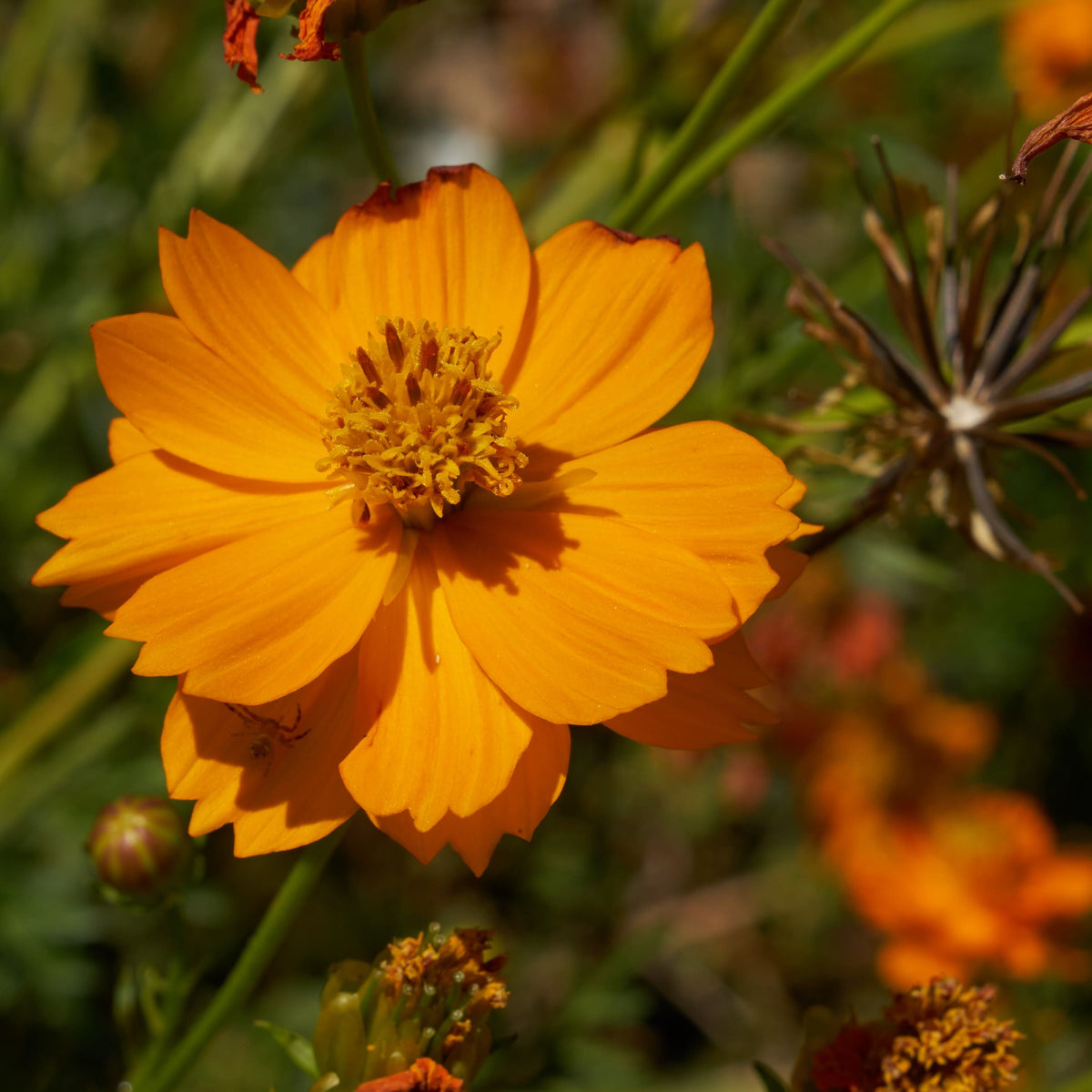 Cosmos laranja
