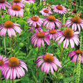 Equinácea