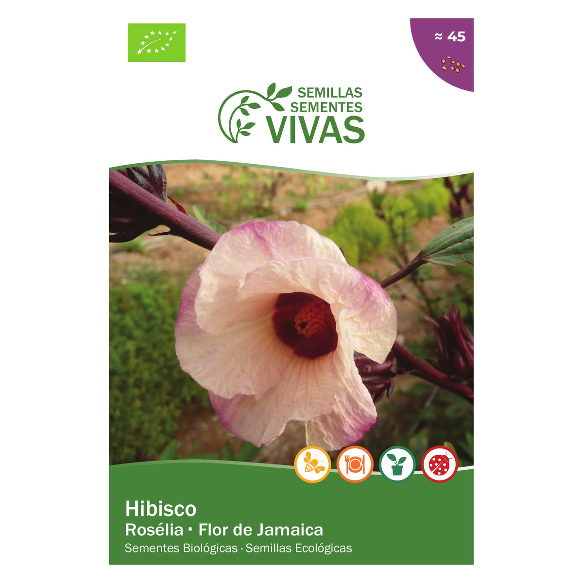 Hibisco – frente