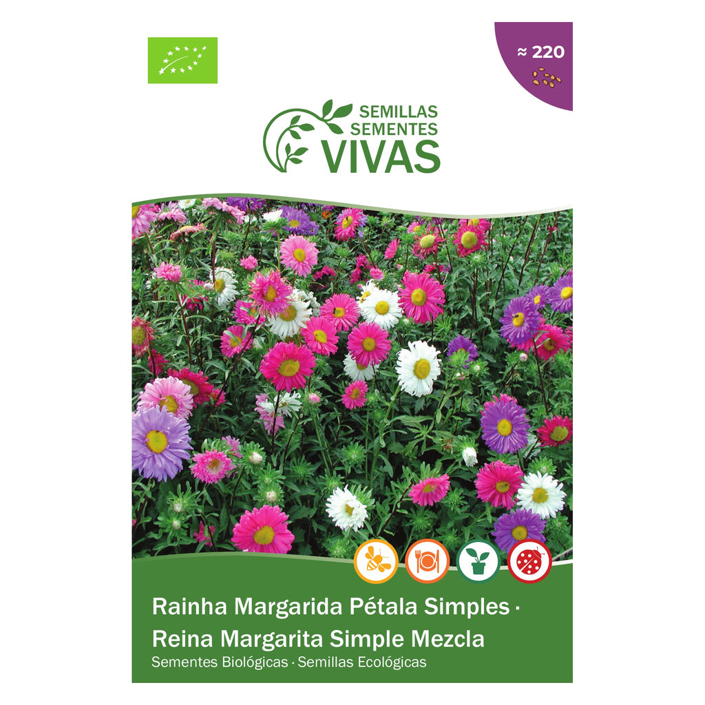 Rainha Margarida Pétala Simples – frente