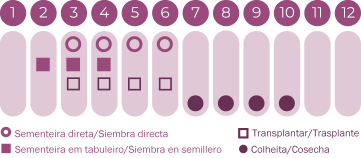 Rainha Margarida pétala simples