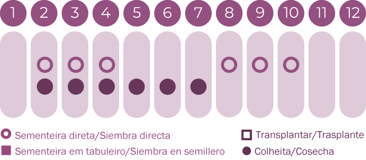 Papoila espinhosa