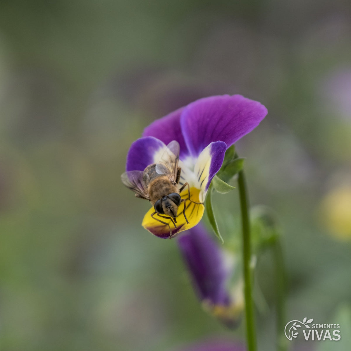 Amor-perfeito – Sementes Vivas