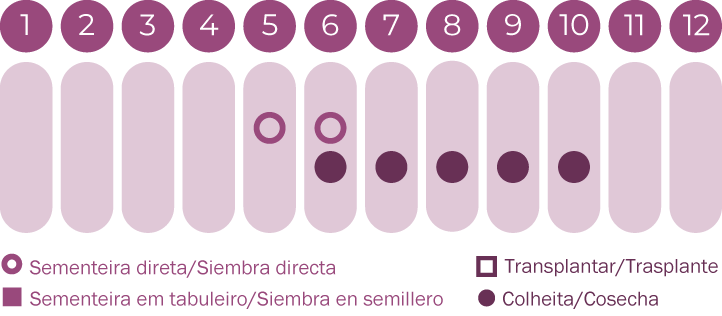 KIT Flores para Abelhas
