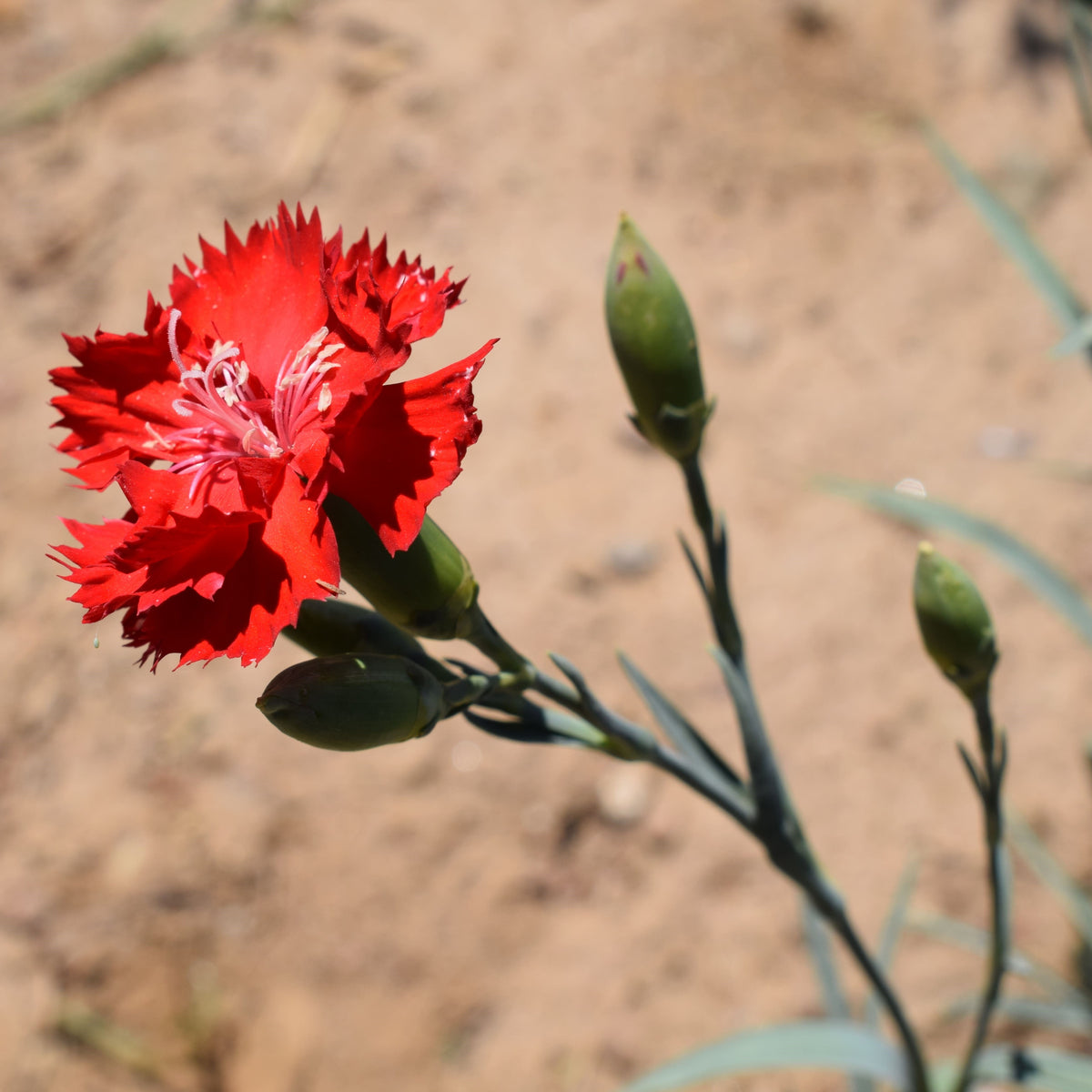 Cravo Vermelho
