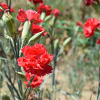 Cravo Vermelho