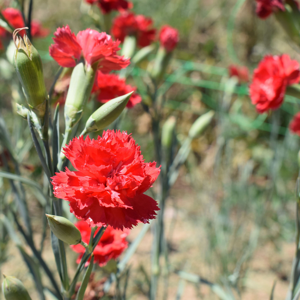 Cravo Vermelho
