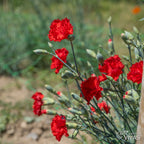 Cravo Vermelho – Sementes Vivas