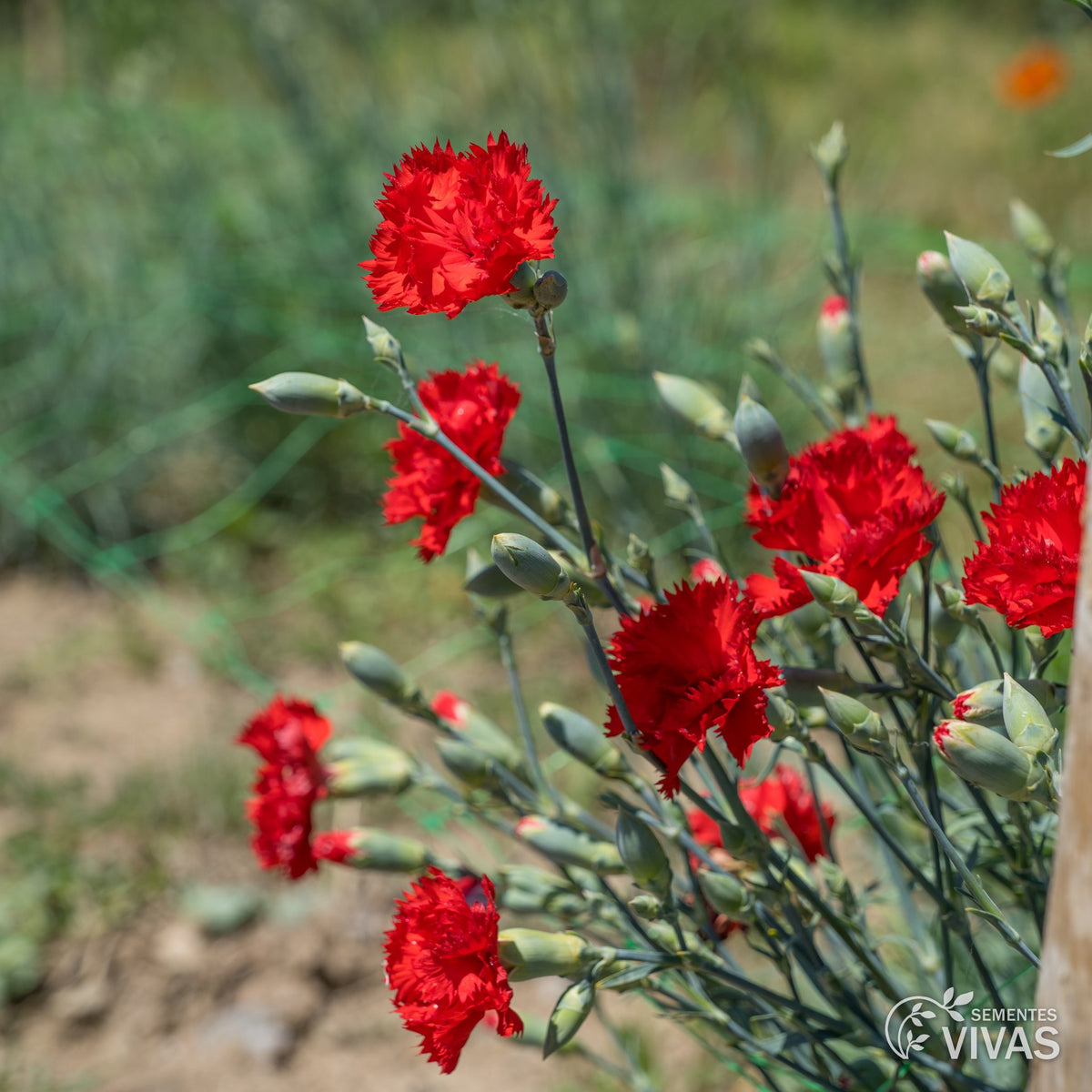 Cravo Vermelho – Sementes Vivas