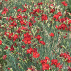 Cravo Vermelho – Sementes Vivas