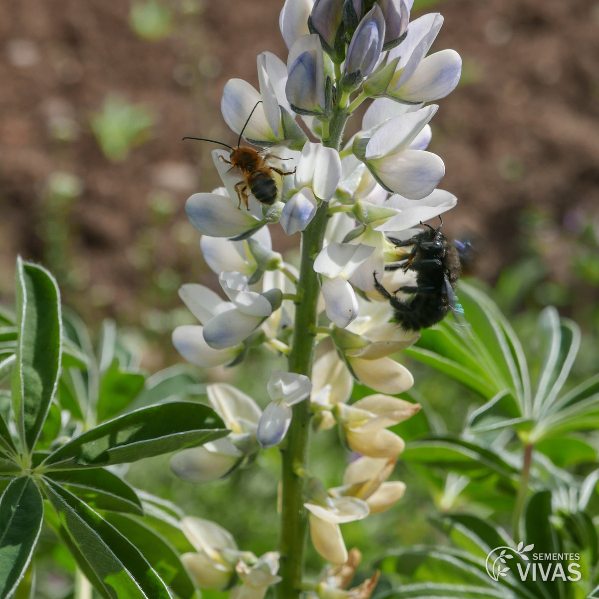 Tremoço – Sementes Vivas