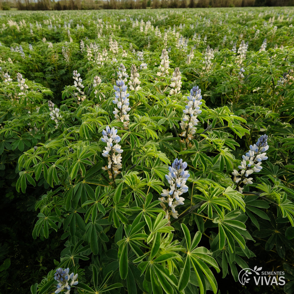 Tremoço – Sementes Vivas