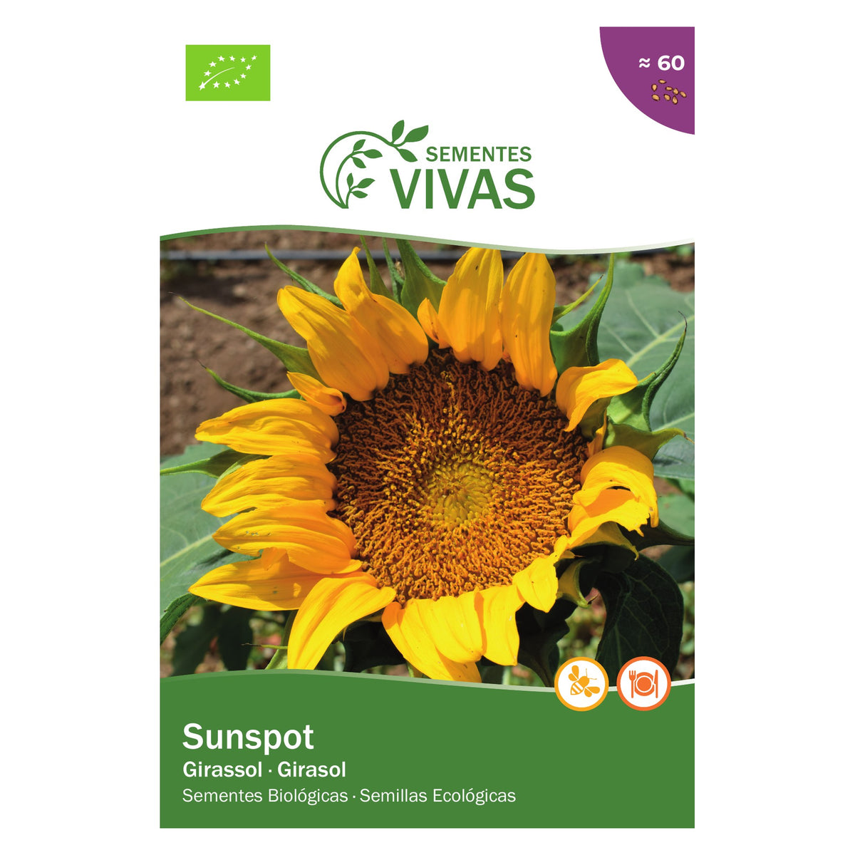 Girassol Sunspot – frente