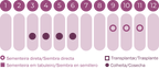 Tremocilha