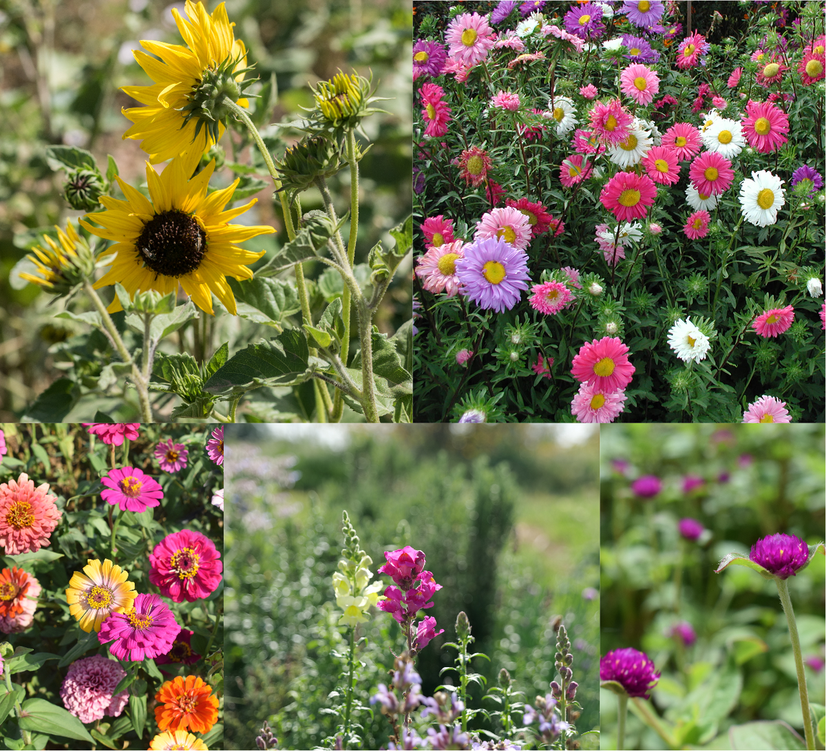 Mix Flores para Ramos