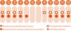 Espinafre Matador