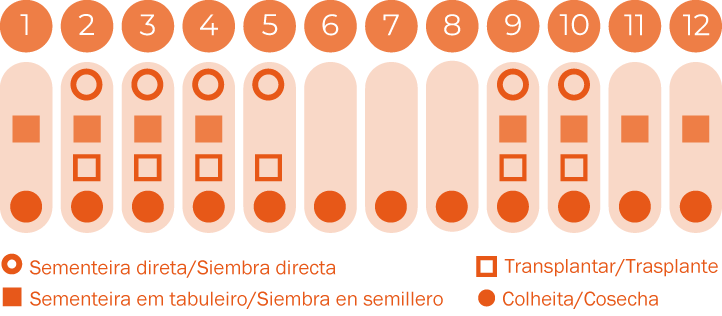 Rúcula Ruca