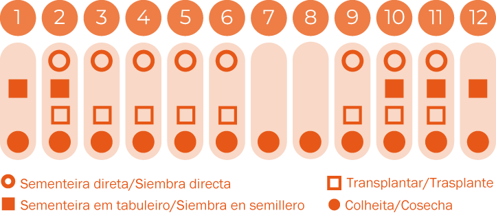 Acelga Multicolor
