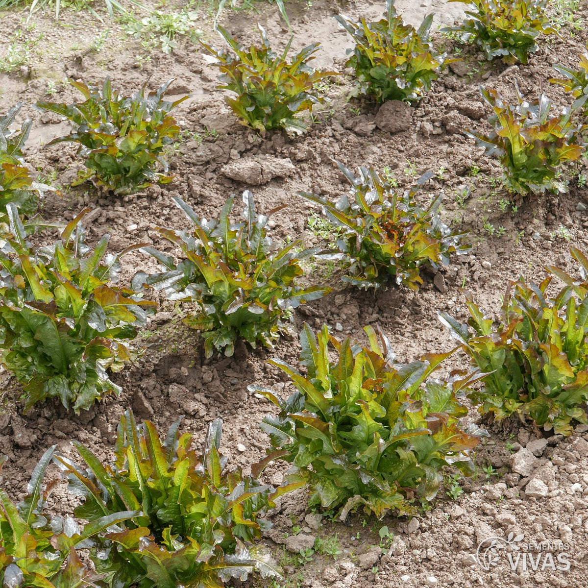 Alface Cocarde – Sementes Vivas