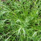 Verdura asiática Mizuna