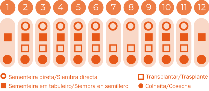 Verdura asiática Tatsoi