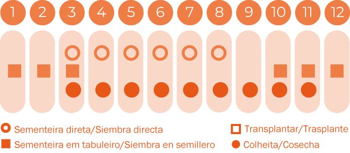 Verdura asiática mistura de variedades