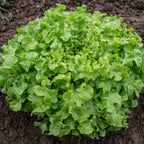 Alface Salad Bowl