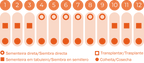 Agrião-de-jardim Cressida